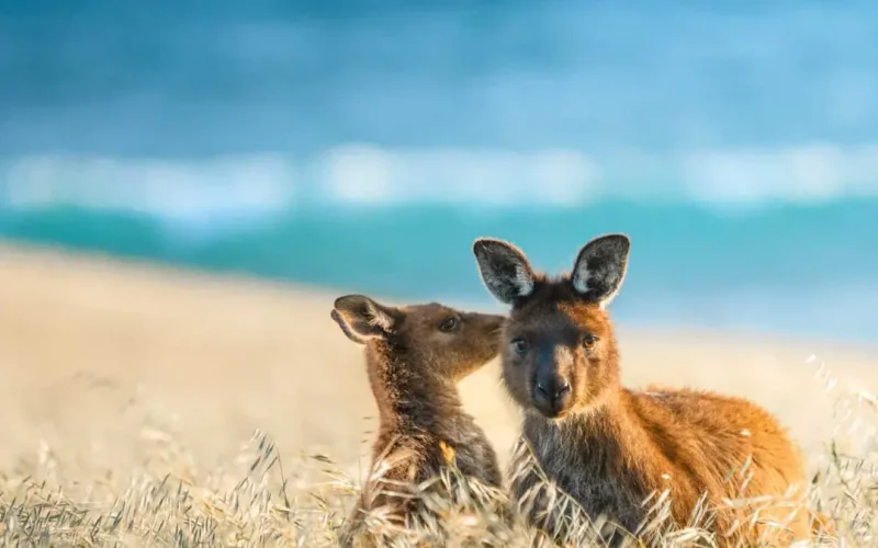 South Australia’s Cruise Tourism Hits Record $227 Million in 2023/24 Season!