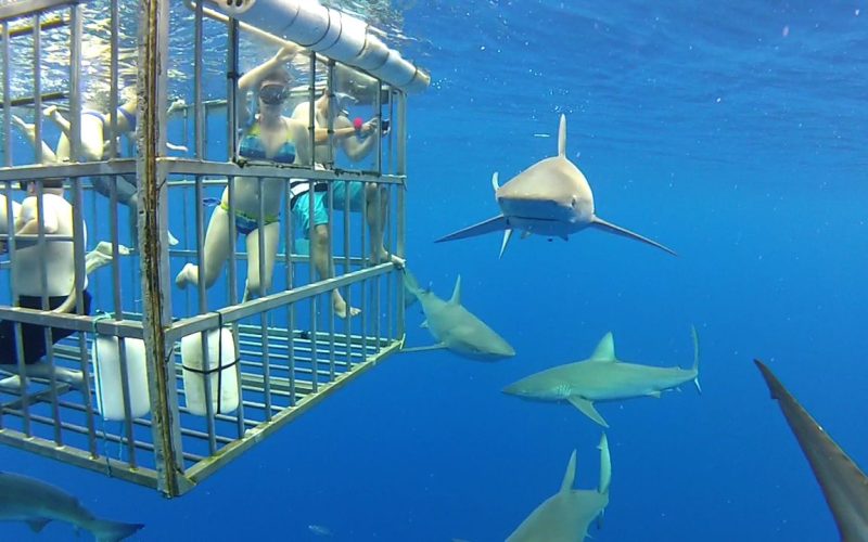 Uncover the Wonders of South Australia